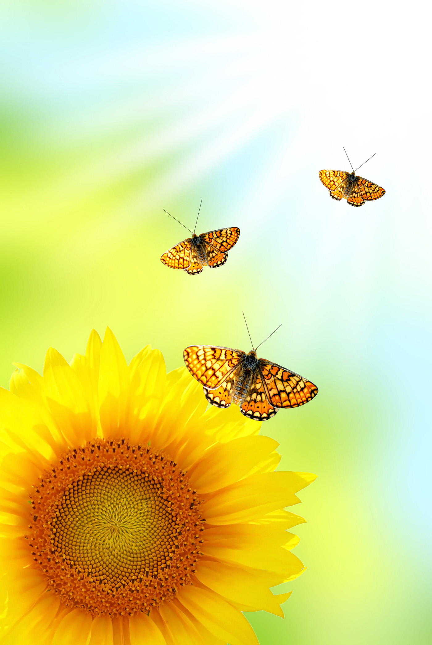 sunflower sunflower